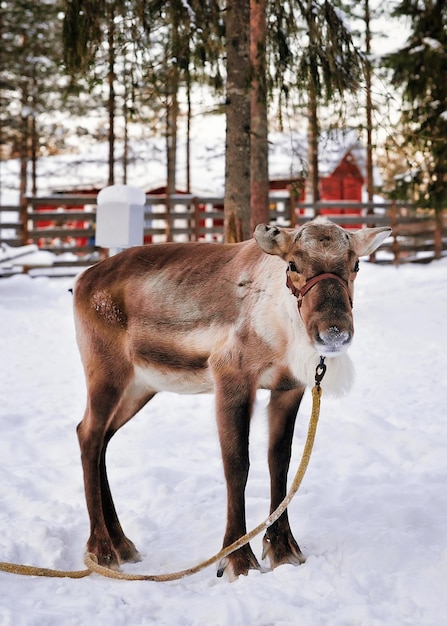 Foto rentier ohne hörner im bauernhof im winter rovaniemi, finnisch-lappland