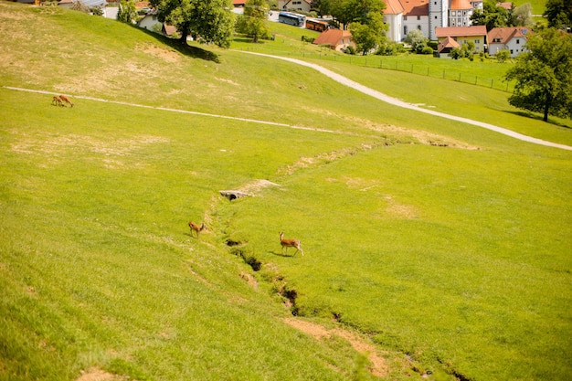 Rentiere am Fuße des Jelenov Greben in Slowenien