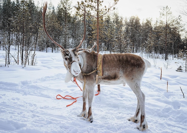 Rentiere auf dem Bauernhof im Winter Rovaniemi, Lappland, Nordfinnland