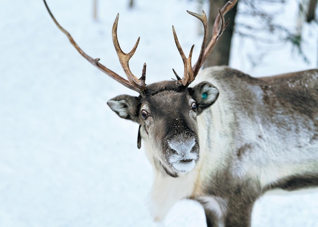 Rentiere auf Winterfarm in Rovaniemi, Lappland, Nordfinnland