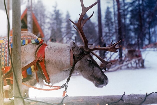 Foto rentiere im dorf der weihnachtsmänner