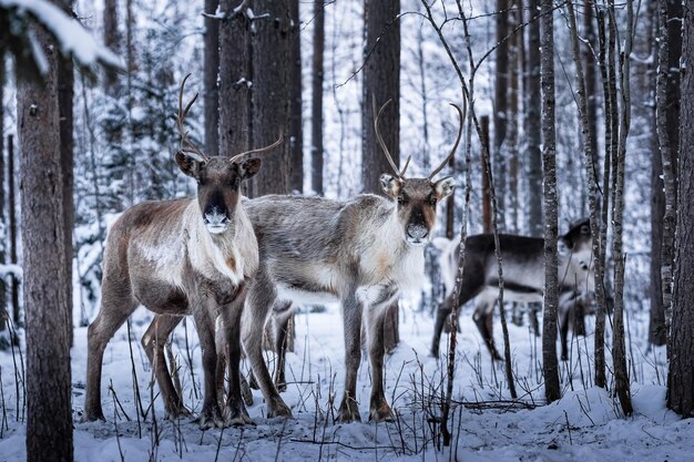 Rentiere im Winterwald Wildszene aus Finnland