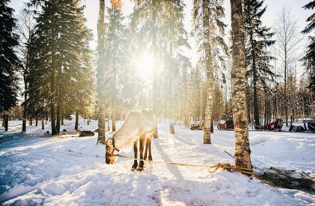 Rentiere in Finnland in Lappland im Winter bei Sonnenuntergang.