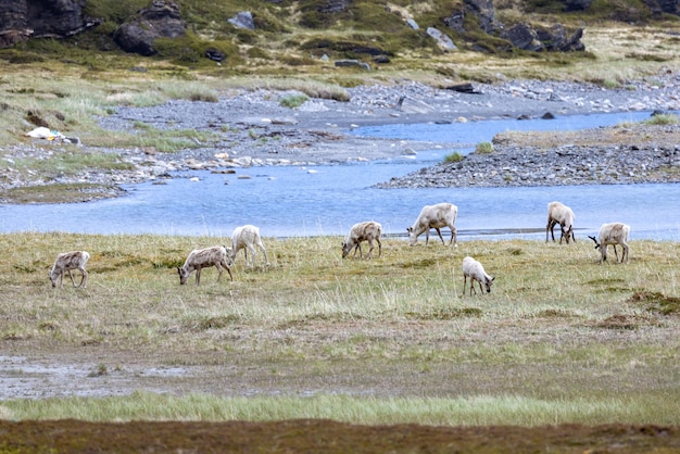 Rentiere in natürlicher Umgebung im Norden Norwegens Nordkapp Schöne Natur Norwegens