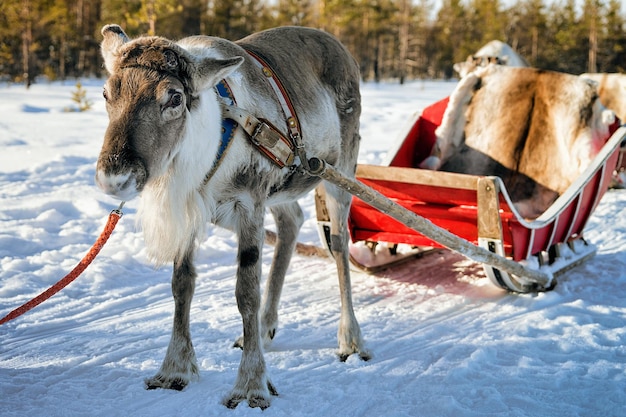 Rentiere ohne Hörner auf einer Winterfarm in Rovaniemi, Finnisch-Lappland