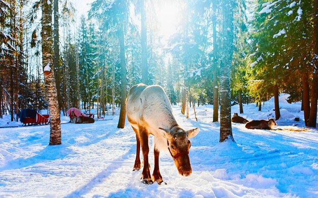 Rentierschlitten in Finnland in Rovaniemi auf der Lappland Farm. Weihnachtsschlitten bei Winterschlittenfahrtsafari mit Schnee Nordpol der finnischen Arktis. Spaß mit norwegischen samischen Tieren.