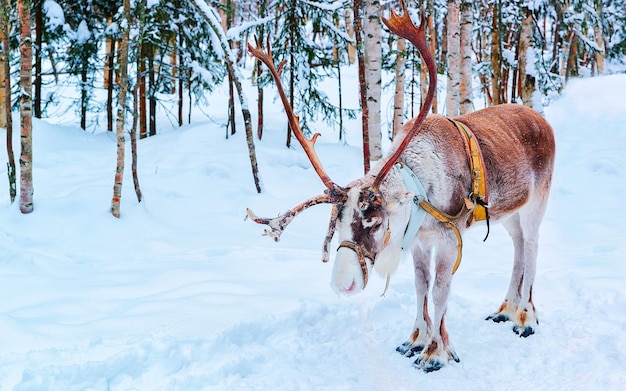 Rentierschlitten in Finnland in Rovaniemi auf der Lappland Farm. Weihnachtsschlitten bei Winterschlittenfahrtsafari mit schneebedecktem finnischen Nordpol. Tiere aus Norwegen. Selektiver Fokus