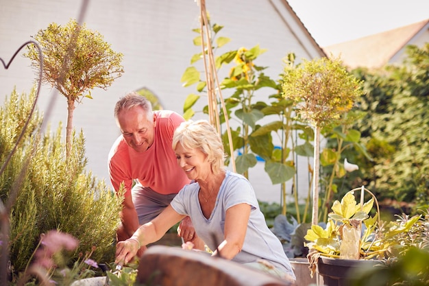 Rentnerehepaar bei der Arbeit beim Pflanzen und Jäten des Gartens zu Hause