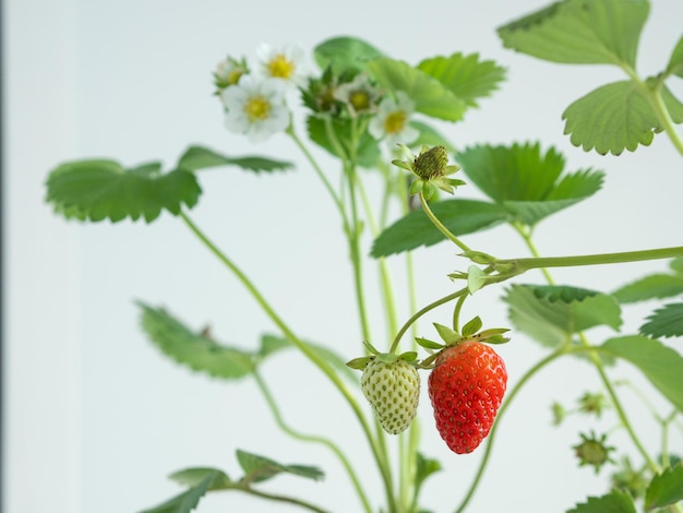 Foto reparaturerdbeersträucher wachsen in töpfen auf der fensterbank blühen die beeren werden rot und reifen