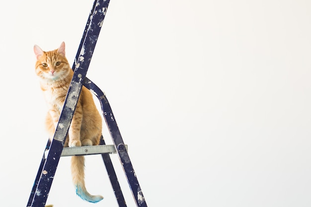 Reparieren, die Wände streichen, die Katze sitzt auf der Trittleiter. Lustiges Bild mit Speicherplatz