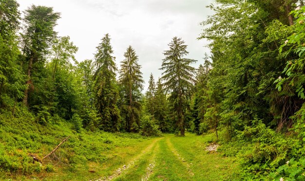 Replantação florestal, gestão ou reabilitação florestal para um melhor ambiente futuro