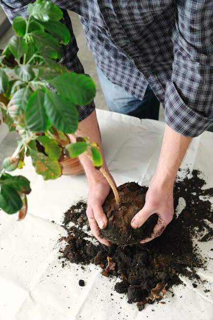 Replantación de plantas de interior.