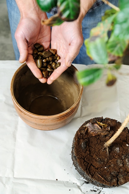 Replantación de plantas de interior.