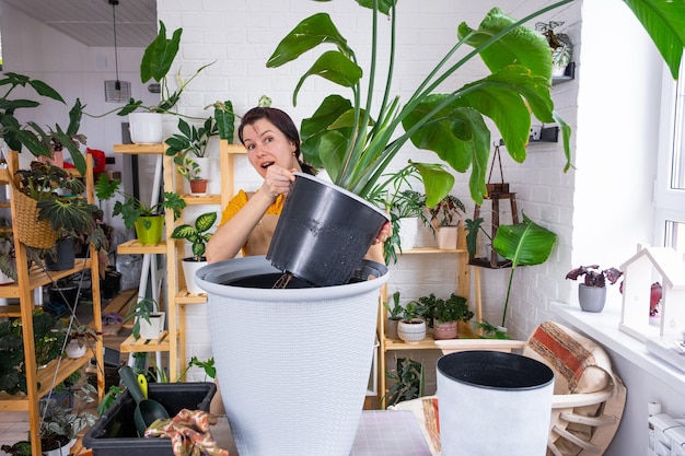 Replantando a planta doméstica Strelitzia nicolai em uma nova panela grande cesta no interior da casa Mulher de avental surpresa com o tamanho grande Cuidando de uma planta em vaso Strelitzia reginae