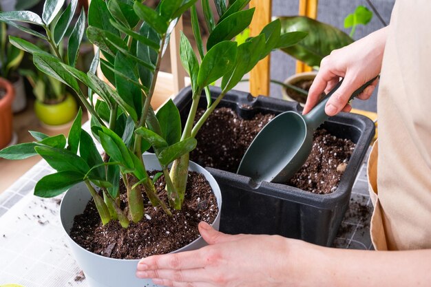 Replantando plantas suculentas Zamioculcas em um novo vaso maior Cuidar de vasos de plantas mãos de mulher em avental simulado