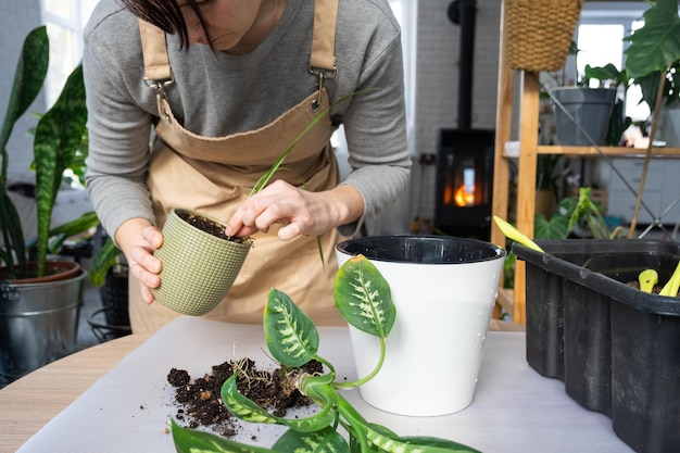 Replantando uma planta doméstica Dieffenbachia Tropic Snow em um novo vaso no interior da casa em um vaso duplo com rega automática Cuidando de um vaso de plantas em close