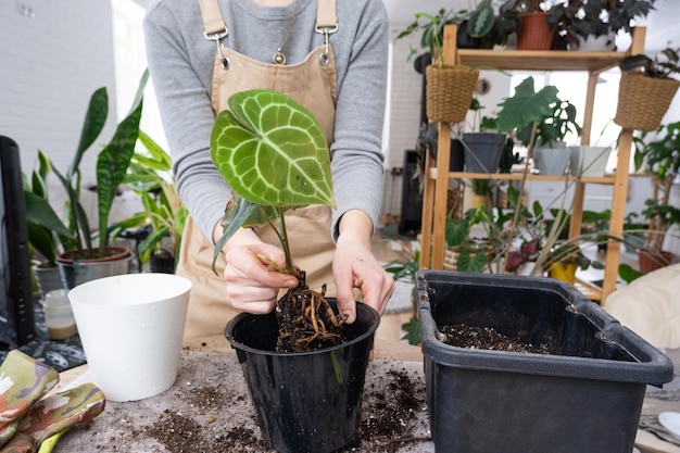 Replantar una planta casera Anthurium clarinervium en una maceta nueva en el interior de la casa Cuidar una planta en maceta con las manos cerradas