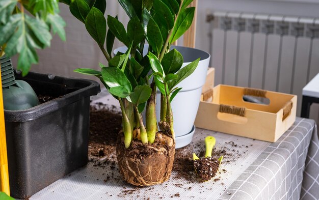 Replantar una planta casera suculentas zamiokulkas en una maceta nueva Cuidar el diseño de una planta en maceta en la mesa con una maceta ornamental con pala de tierra