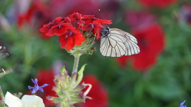 Foto repolho borboleta em uma flor