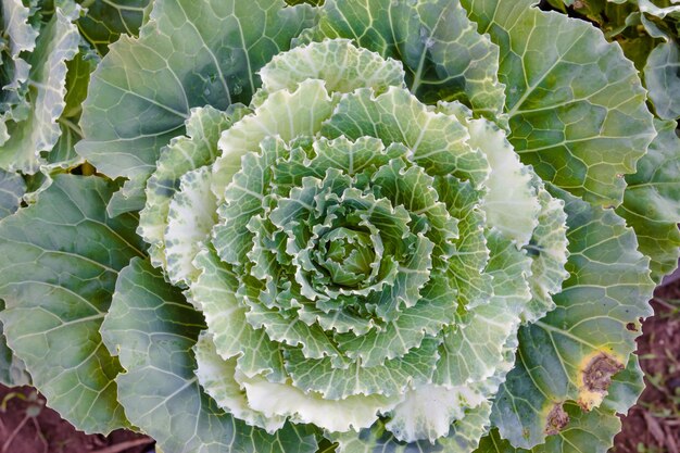 Foto repolho branco fresco cabbagebrassica oleracea