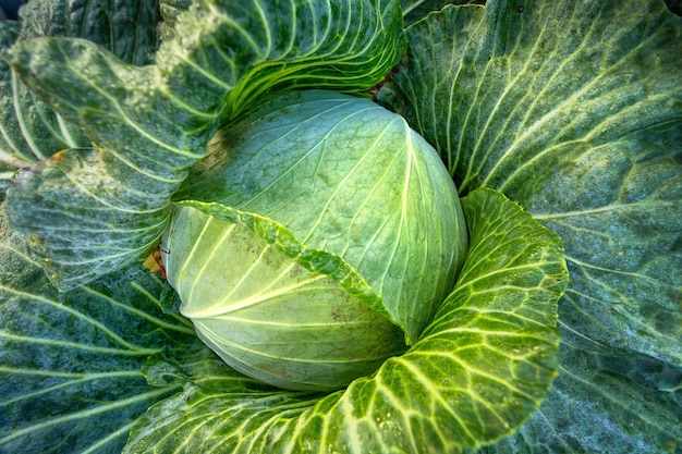 Repolho, comida vegetariana, fundo verde natural. Jovem repolho fresco em uma fazenda orgânica.