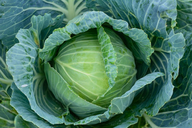 Repolho cultivado para a colheita. para uso na culinária