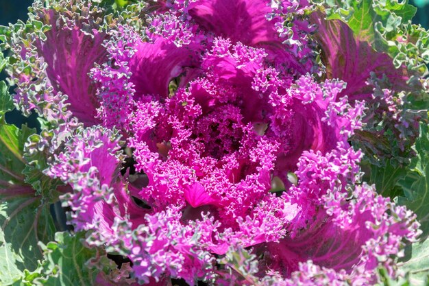 Repolho decorativo de perto Repolho ornamental de flores Repolho roxo