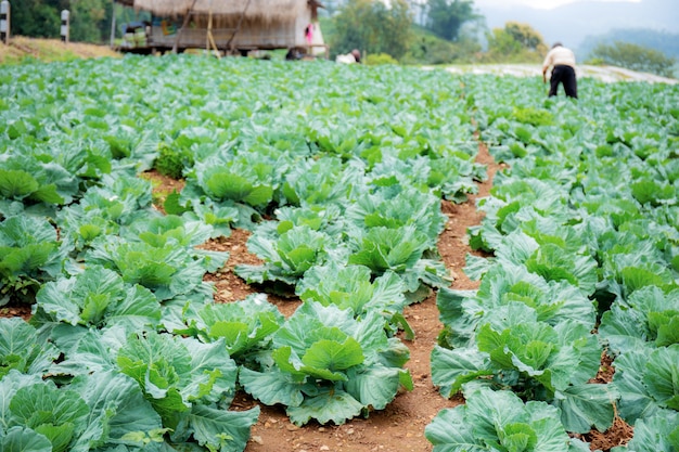 Repolho em parcelas com agricultores nos campos.