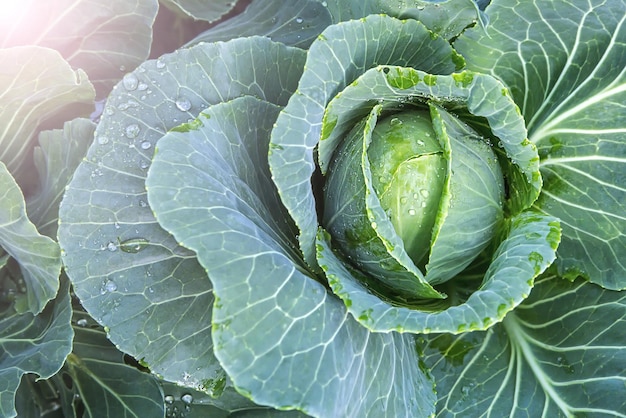 Repolho maduro é um fundo verde de comida vegetariana vegetal