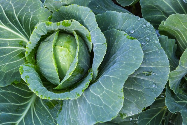 Repolho maduro é um fundo verde de comida vegetariana vegetal