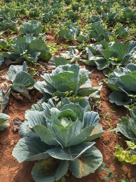 repolho na fazenda orgânica