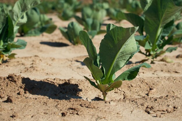 repolho no campo agrícola