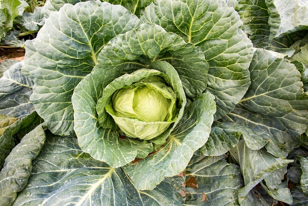 Repolhos brancos em linha crescem em campo, agricultura