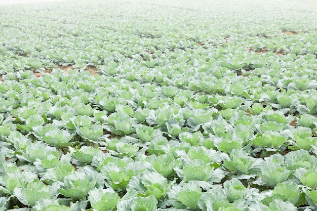 Repollo de agricultura