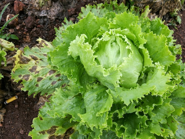 Repollo blanco. Col que crece en el jardín. Col, primer plano