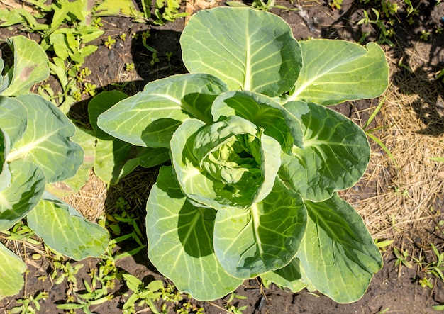 Repollo blanco que crece en el jardín, vista superior