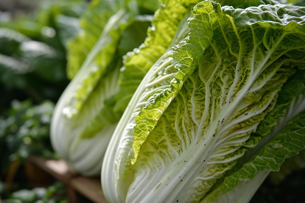 repollo chino fresco en el jardín de verduras enfoque selectivo