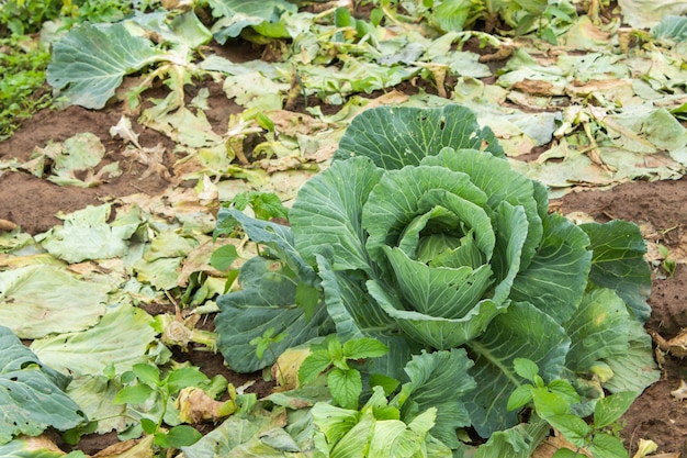 Repollo cultivado en la tierra de cultivo.