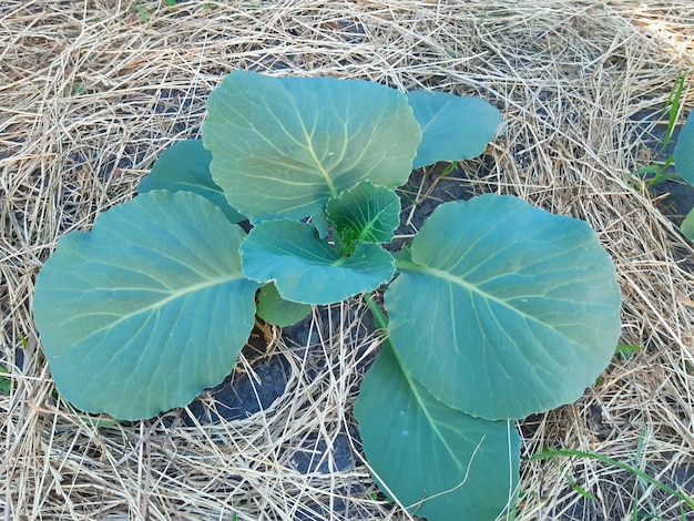 Repollo fresco del campo agrícola