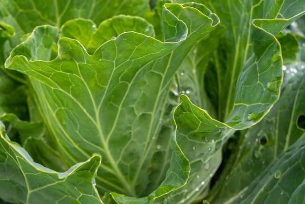 Repollo fresco molido de cerca Verduras orgánicas de la granja Cabeza de repollo