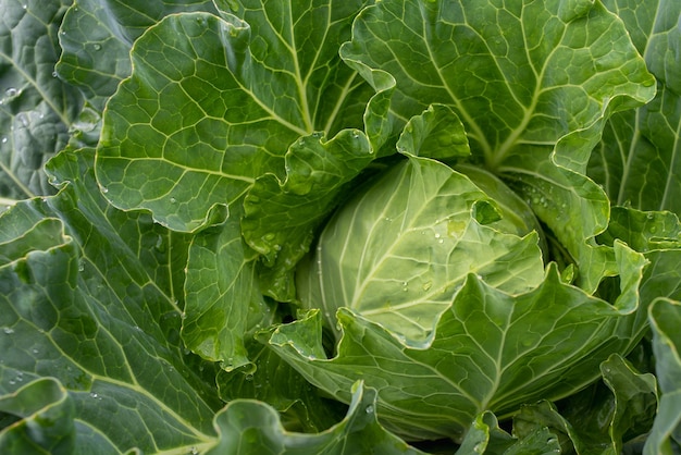 Repollo fresco molido de cerca Verduras orgánicas de la granja Cabeza de repollo