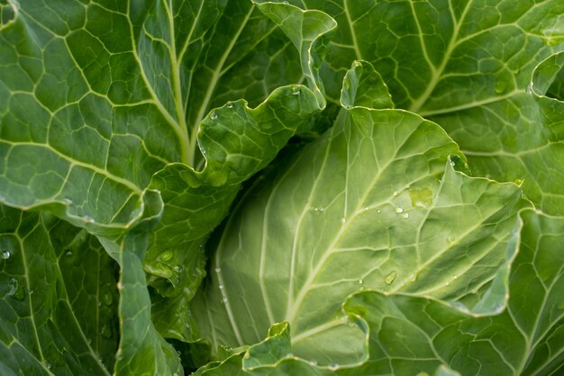 Repollo fresco molido de cerca Verduras orgánicas de la granja Cabeza de repollo