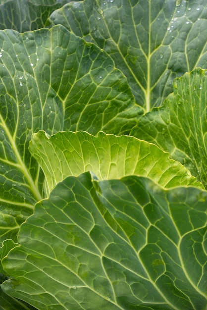 Repollo fresco molido de cerca Verduras orgánicas de la granja Cabeza de repollo