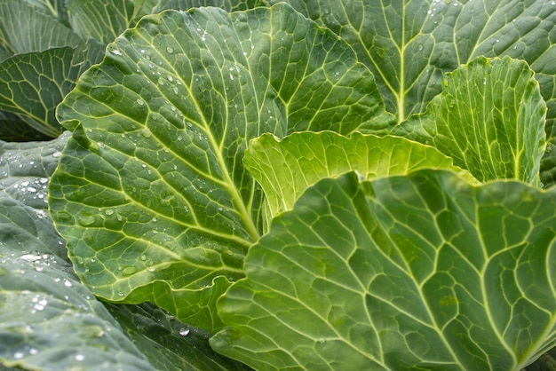 Foto repollo fresco molido de cerca verduras orgánicas de la granja cabeza de repollo