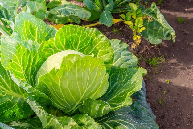 Repollo en el jardín. Verduras en el jardín. Cosecha casera. Vegetales no modificados genéticamente.