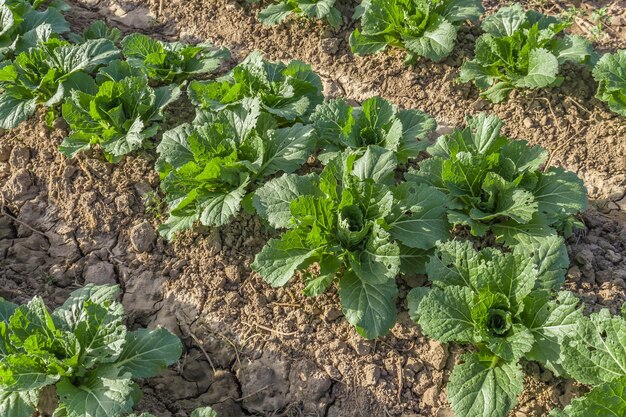 Repollo joven de Beijing en el jardín Cultivo de productos agrícolas