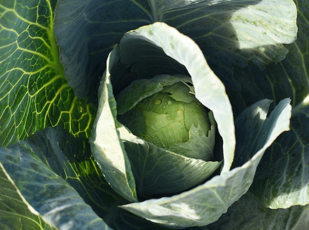 El repollo joven crece en la cama del jardín. Cabeza de col molida verde de cerca. Vegetales orgánicos.