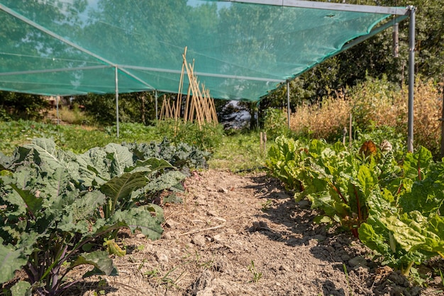 El repollo joven crece en una cresta de jardín con carpa transparente protección del sol enfoque selectivo