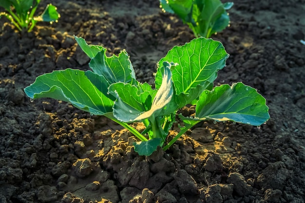 el repollo joven crece en el jardín después de regar