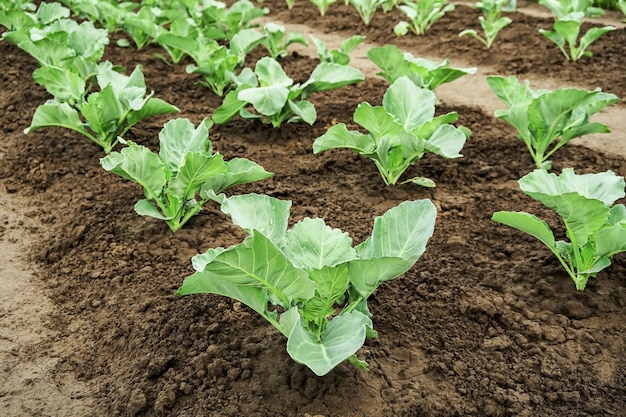 el repollo joven crece en el jardín después del riego. concepto de cultivo de repollo